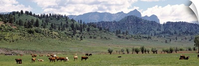 Cattle Grazing US 84 At Chromo Colorado