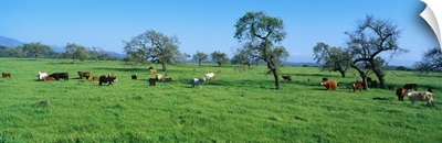 Cattle in Spring Pasture Santa Ynez Valley CA