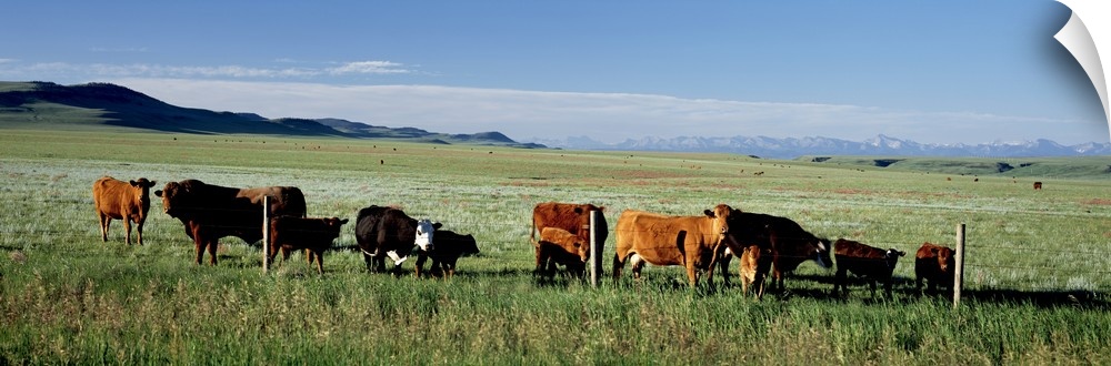 Cattle Ranch Alberta Canada