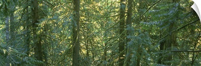Cedar Rain Forest BC Canada