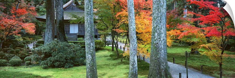 Cedar trees and Maple trees in front of a temple, Sanzen-in Temple, Kyoto City, Kyoto Prefecture, Japan