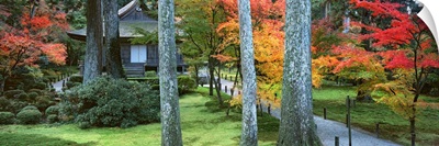 Cedar trees and Maple trees in front of a temple, Sanzen-in Temple, Kyoto City, Kyoto Prefecture, Japan