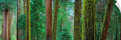 Cedars and Pines Yosemite National Park CA
