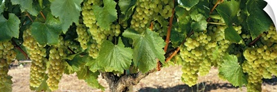 Chardonnay Grapes on the Vine Napa CA