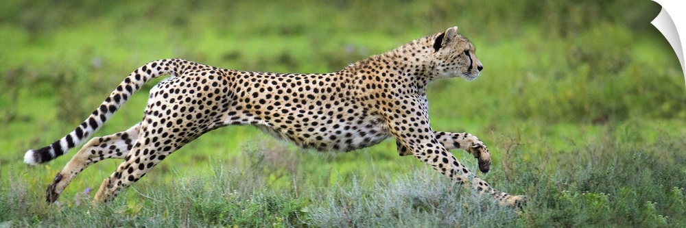 Cheetah (Acinonyx jubatus) hunting, Ndutu, Ngorongoro Conservation Area, Tanzania