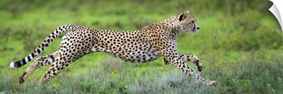 Cheetah hunting, Ndutu, Ngorongoro Conservation Area, Tanzania