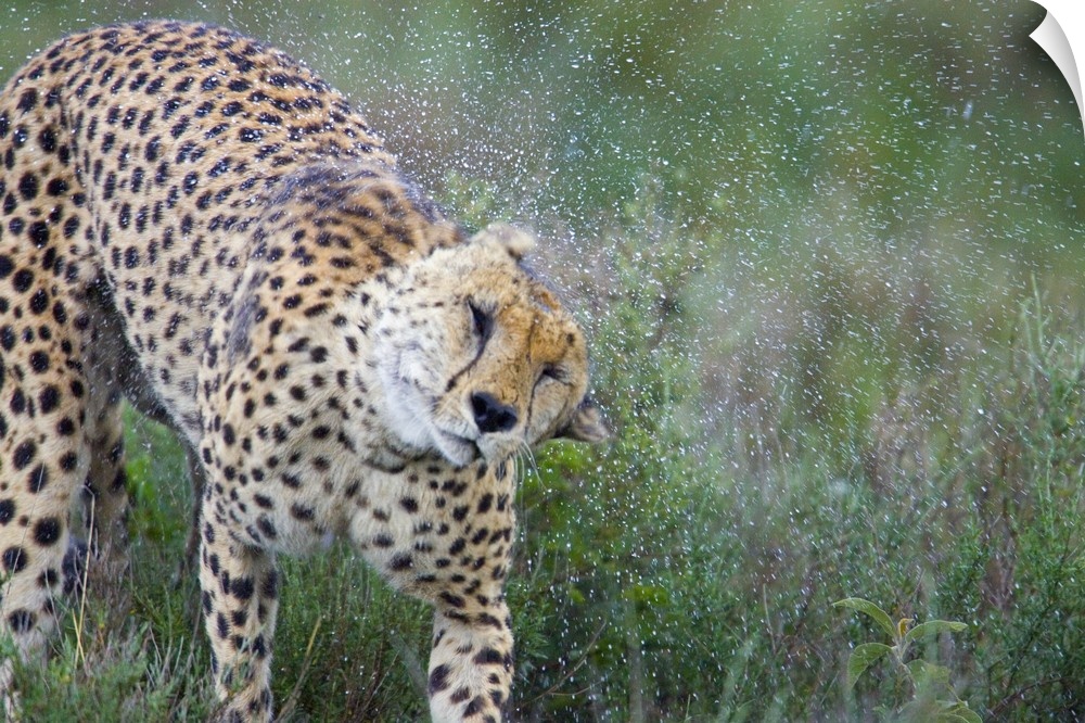 Cheetah shaking off water from its body, Ngorongoro Conservation Area, Tanzania (Acinonyx jubatus)