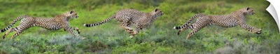 Cheetahs hunting, Ndutu, Ngorongoro Conservation Area, Tanzania