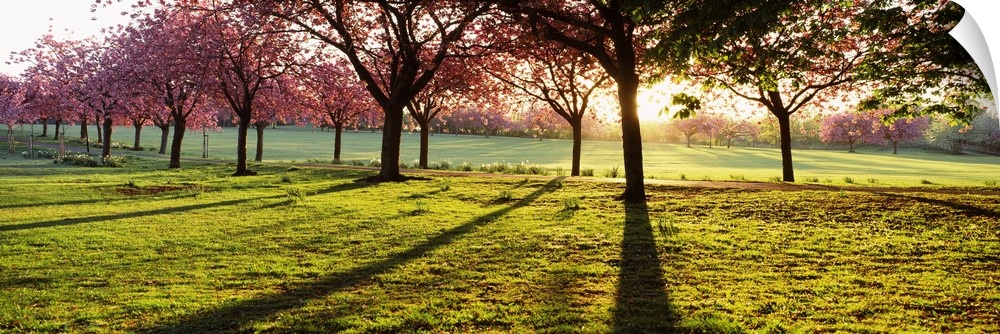 Giant, landscape photograph of a line of cherry trees casting shadows on green grass, while the sun rises behind them, in ...