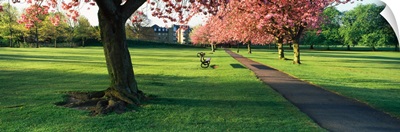 Cherry blossom in a park Stray Harrogate North Yorkshire England