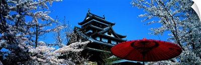 Cherry Blossom Matsue Castle Japan