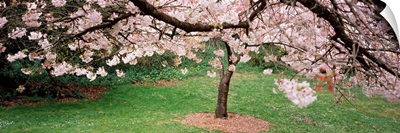 Cherry Blossom tree in a park, Golden Gate Park, San Francisco, California