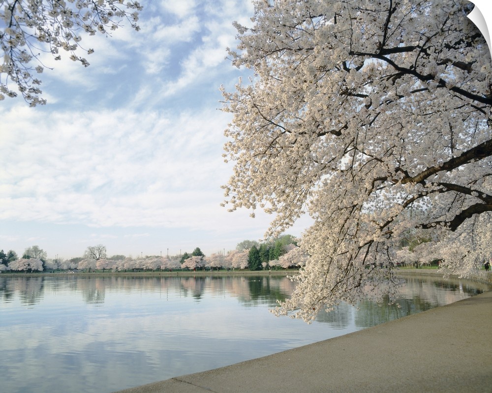 Photograph of tree lined basin under a cloudy sky.  The flowering trees and clouds are reflected in the water.
