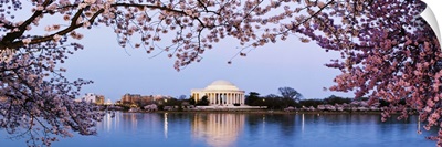 Cherry Blossom trees with Jefferson Memorial, Washington DC