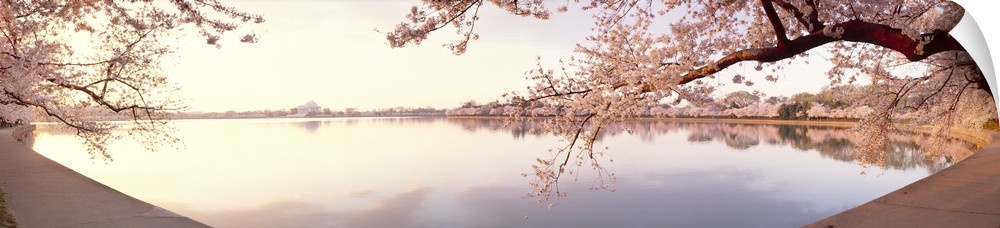 Wide angle view of a body of water that is lined with cherry blossom trees.