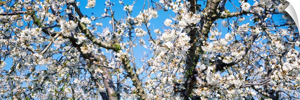 Cherry Blossoms CA