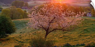 Cherry tree in bloom Broesarp Sweden