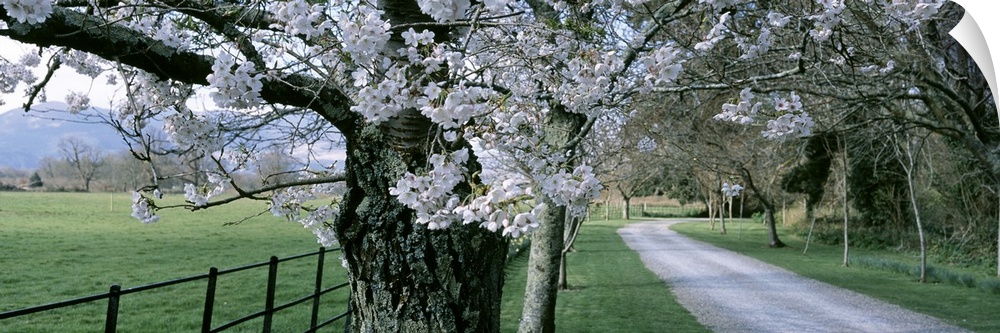 Panoramic view of flowering trees that line a fence to the left and a path on the right side of the picture.