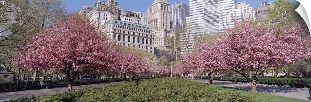 Panoramic photograph of two huge flowering trees with city buildings and skyscrapers in the background.