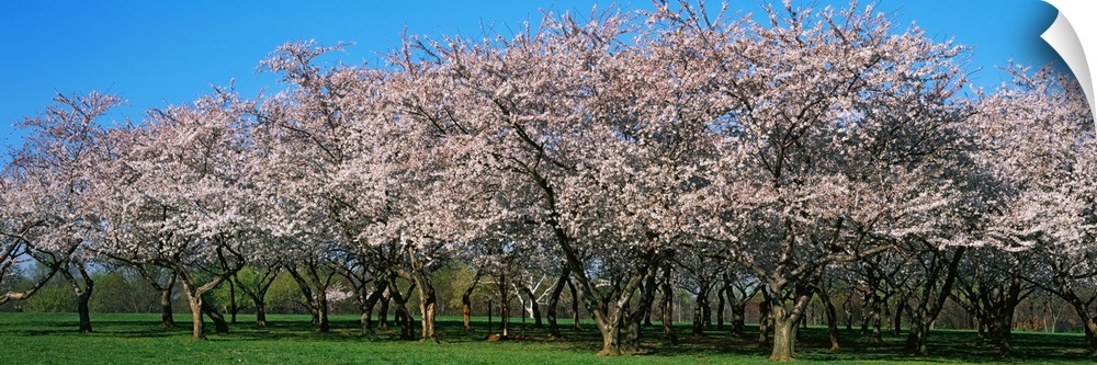 Cherry Trees DC