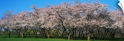 Cherry Trees DC