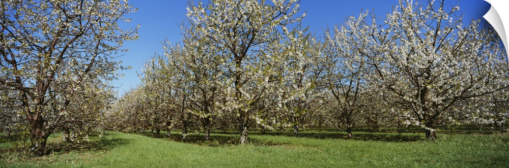 Cherry trees in an orchard, Leelanau Peninsula, Michigan