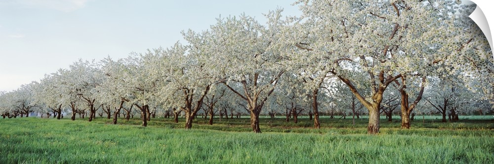 Giant landscape photograph of green grasses beside many rows of blooming cherry trees in an orchard, in Traverse City, Mic...