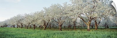 Cherry trees in an orchard, Mission Peninsula, Traverse City, Michigan
