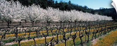 Cherry trees in an orchard, Provence-Alpes-Cote d'Azur, France