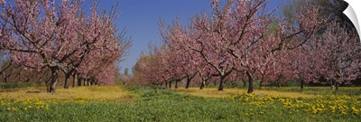 Cherry trees in an orchard, South Haven, Michigan