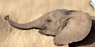 Close-up of a African elephant calf at play