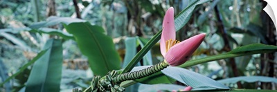 Close-up of a banana bud, Hilo Tropical Gardens, Hilo, Hawaii