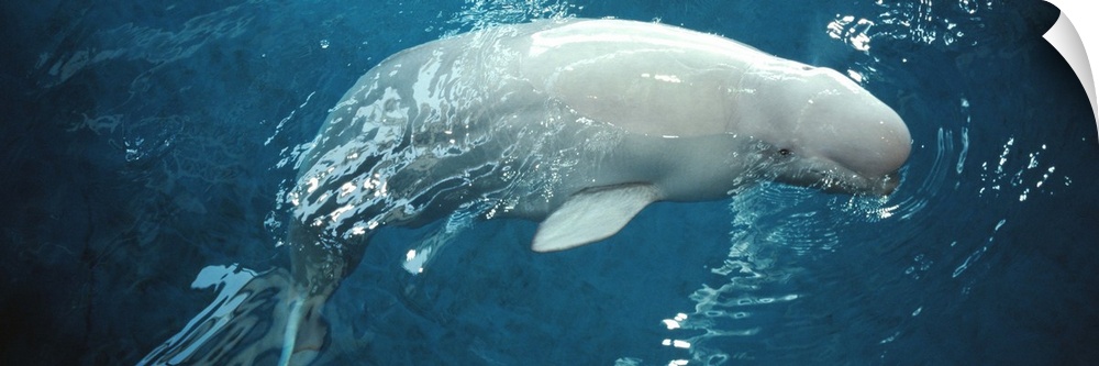 Close up of a Beluga whale in an aquarium Shedd Aquarium Chicago Illinois