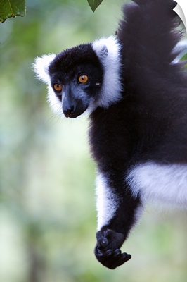 Close up of a Black and White Ruffed lemur (Varecia variegata), Lemur Island, Madagascar