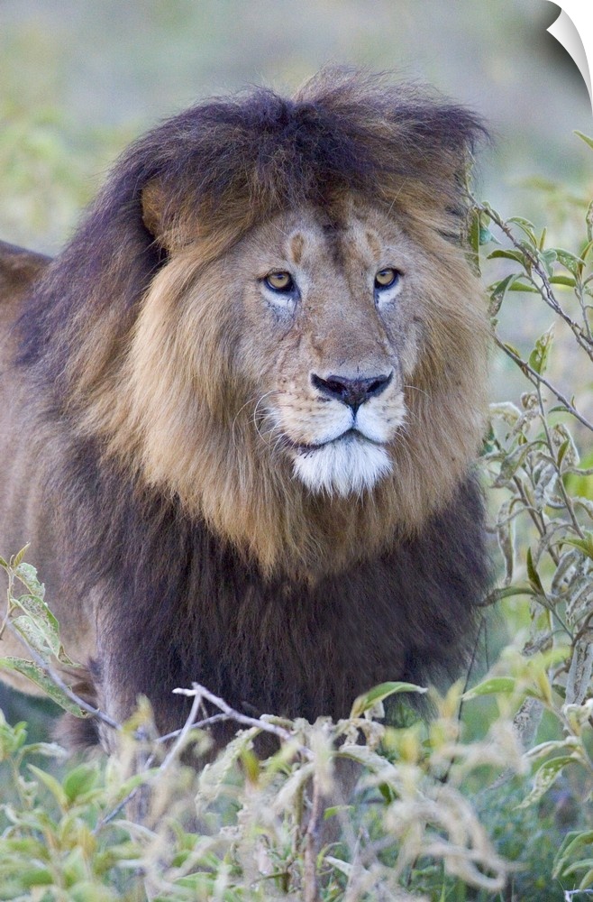 Portrait of an adult male lion standing in the grass, with a big shaggy mane and intense eyes.