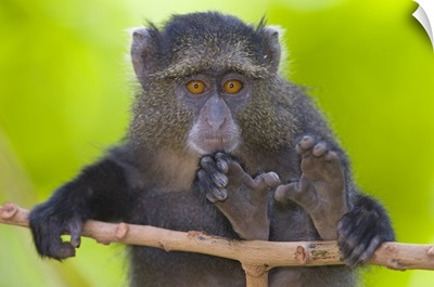 Close-up of a Blue monkey sitting on a branch, Lake Manyara, Arusha Region, Tanzania (Cercopithecus mitis)