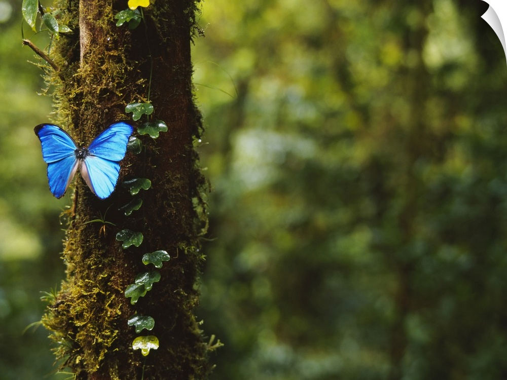 A big photograph of a blue butterfly sitting on a tree trunk with the forest in the background shown out of focus.