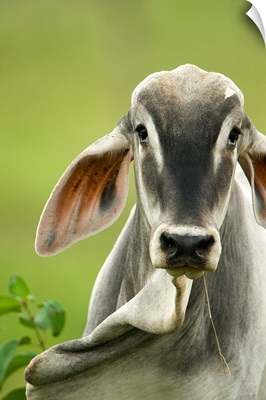 Close up of a Brahman cattle (Bos primigenius indicus), Cano Negro, Costa Rica