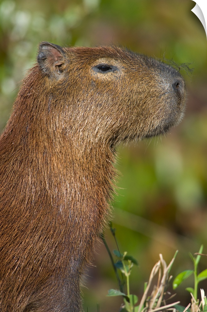 Close up of a Capybara Hydrochoerus hydrochaeris Three Brothers River Meeting of the Waters State Park Pantanal Wetlands B...