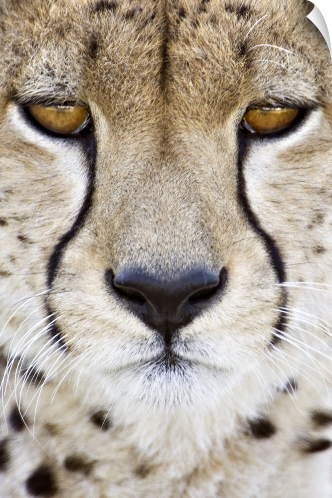 Close-up of a cheetah (Acinonyx jubatus), Tanzania