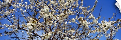 Close-up of a Cherry Blossom tree, Michigan