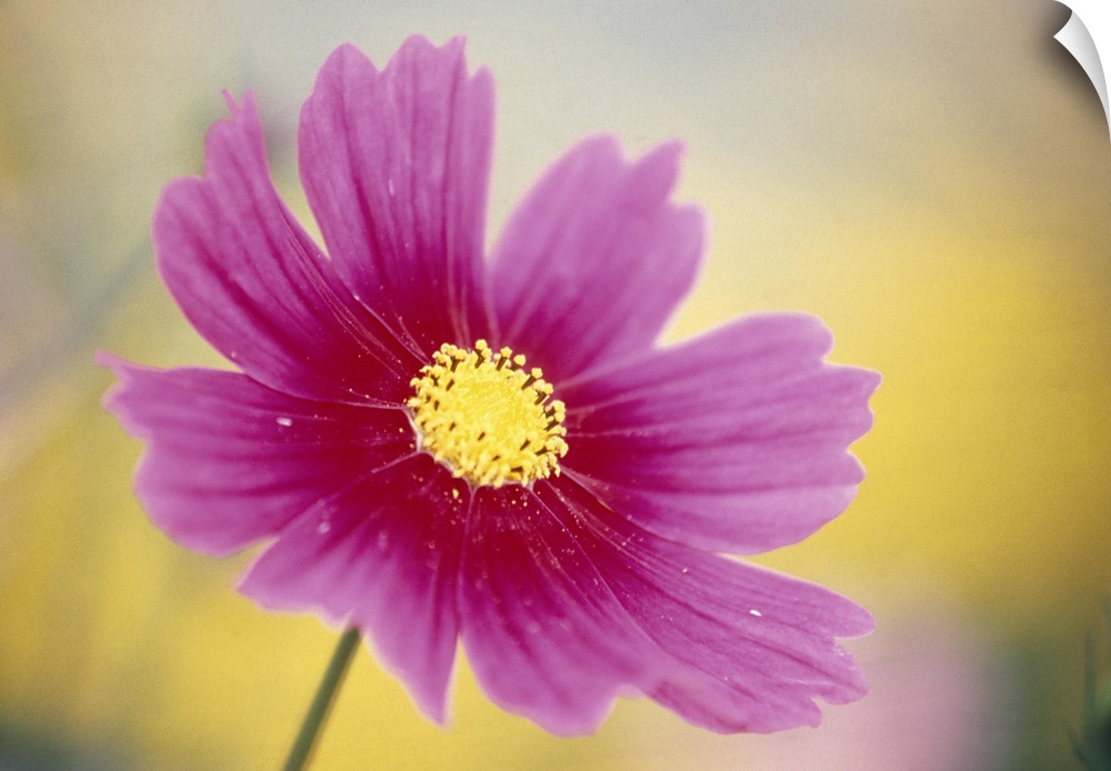 Close-up of a cosmos flower