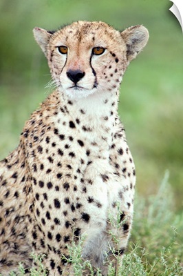 Close-up of a female cheetah in a forest, Ndutu, Ngorongoro, Tanzania
