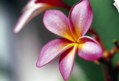 Close up of a frangipani (Plumeria) flower