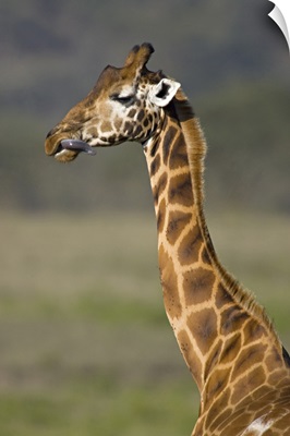Close-up of a giraffe (Giraffa Camelopardalis Rothschildi) sticking out its tongue, Lake Nakuru, Kenya