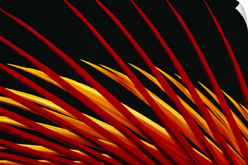 Close-up image of what appear to be blades of vibrantly-colored grass against a black background.