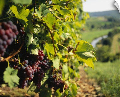 Close-up of a grape vine in a vineyard, Muhlhausen, Vaihingen An Der Enz, Baden-Wurttemberg, Germany