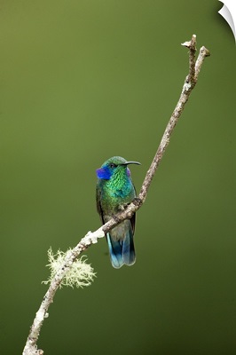 Close up of a Green Violetear hummingbird (Colibri thalassinus), Savegre, Costa Rica