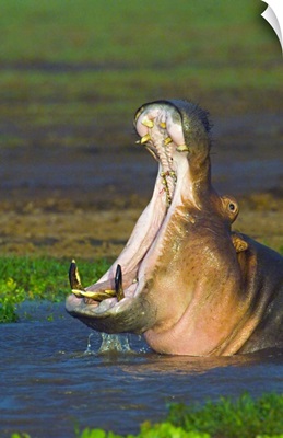 Close-up of a hippopotamus yawning, Lake Manyara, Arusha Region, Tanzania (Hippopotamus amphibius)