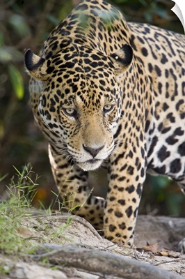 Close up of a Jaguar Panthera onca Three Brothers River Meeting of the Waters State Park Pantanal Wetlands Brazil